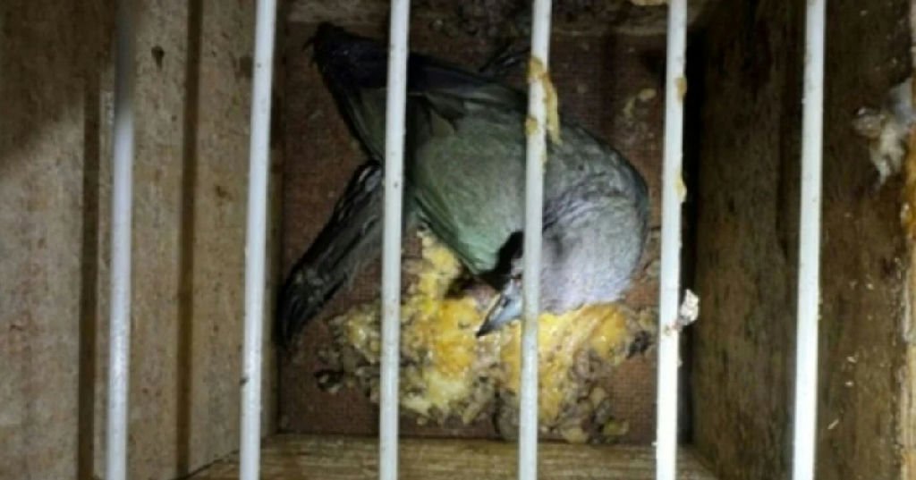 Cinco aves silvestres são resgatadas pela PRF em ônibus na BR-116 em Vitória da Conquista