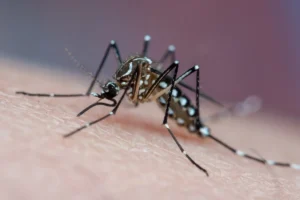 Dengue: como eliminar focos do Aedes aegypti dentro de sua própria residência
