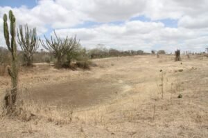 Estiagem severa esvazia reservatórios e paralisa a produção rural no território do Sisal