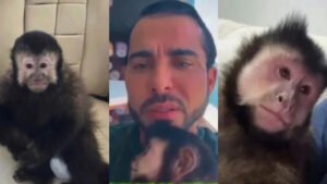 Ex-deputado Marcell Moraes lamenta a morte de macaco após incidente em condomínio