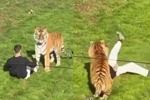 Homem morre após invasão de recinto e ataque de tigre em zoológico britânico