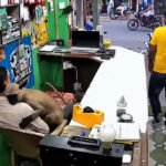 Macaco entra em...