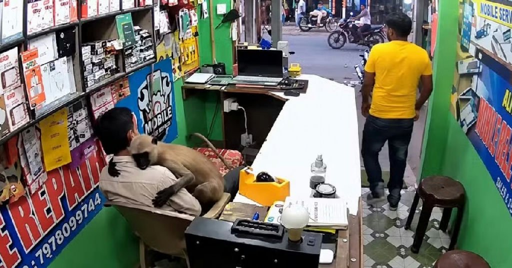 Macaco entra em loja de eletrônicos e surpreende comerciante com abraço