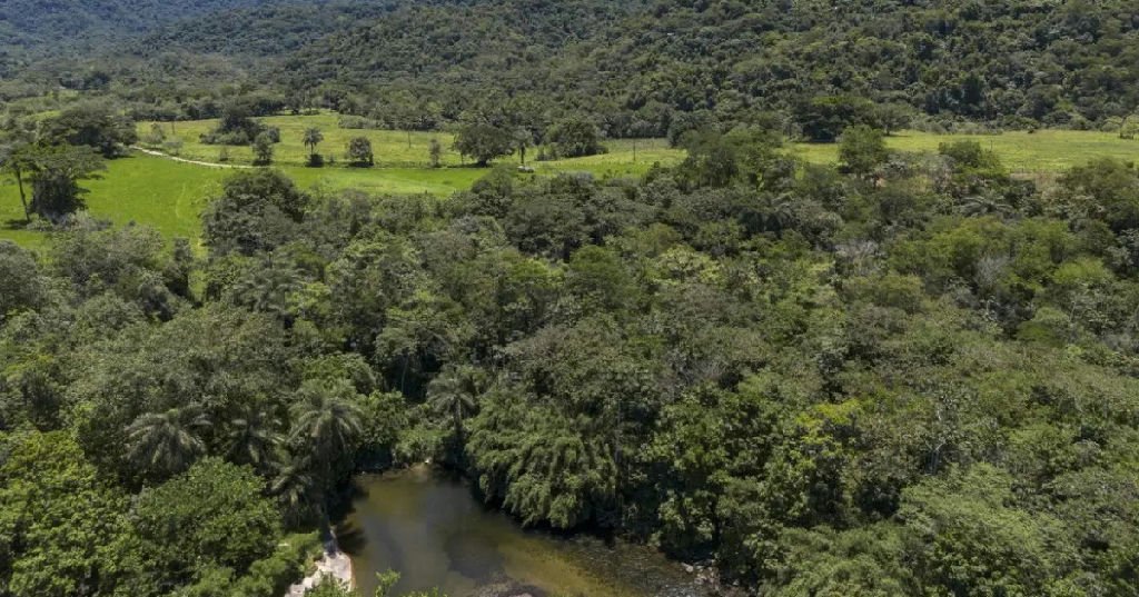 MapBiomas aponta queda de 43 por cento em vegetação fragmentada no Brasil em 38 anos