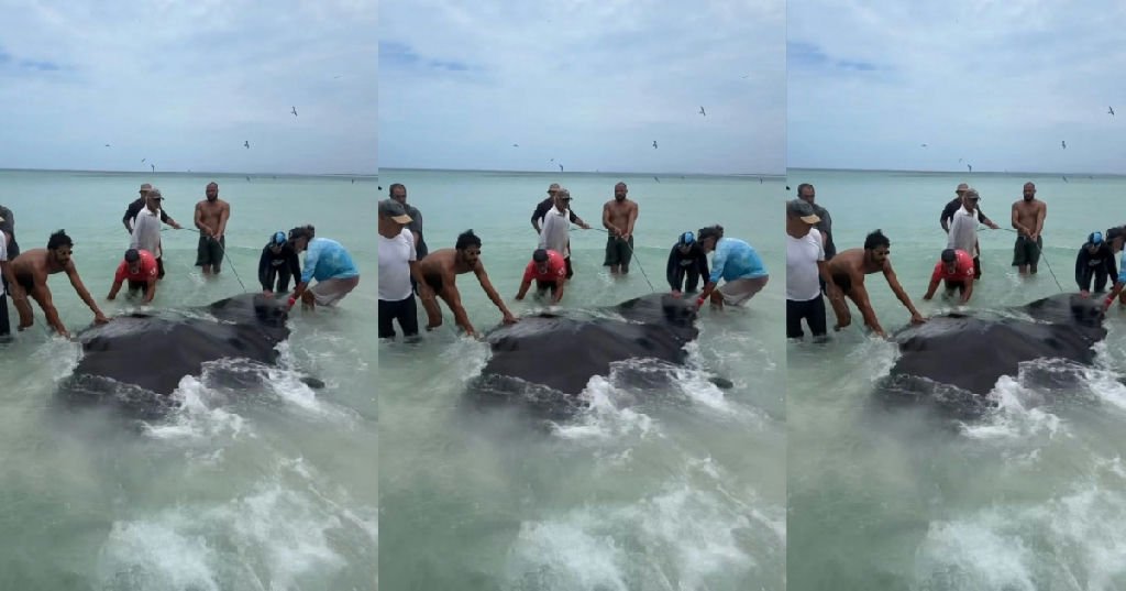 Raia gigante surpreende pescadores e é devolvida ao mar