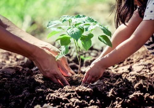 A resiliência da Mata Atlântica entre a degradação e a regeneração natural