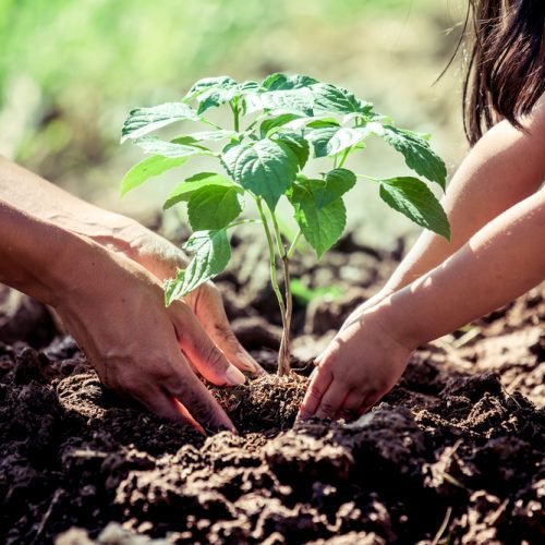 A resiliência da Mata Atlântica entre a degradação e a regeneração natural