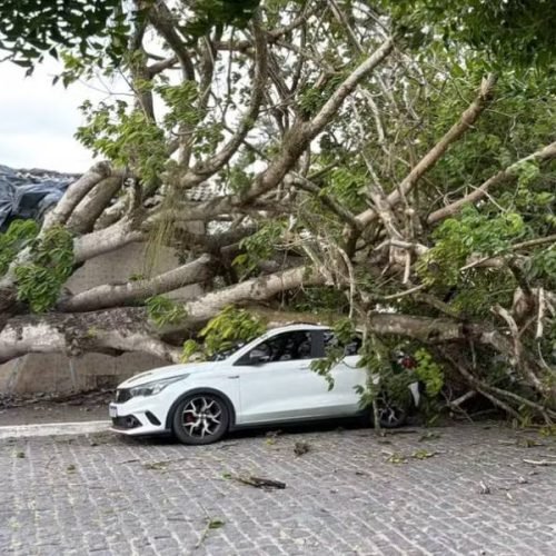 Árvore centenária cai na Praça Pedro Nogueira e destrói veículos em Irará