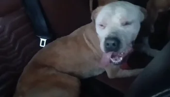 Ataque de abelhas resulta em morte de cão e deixa outros feridos no DF