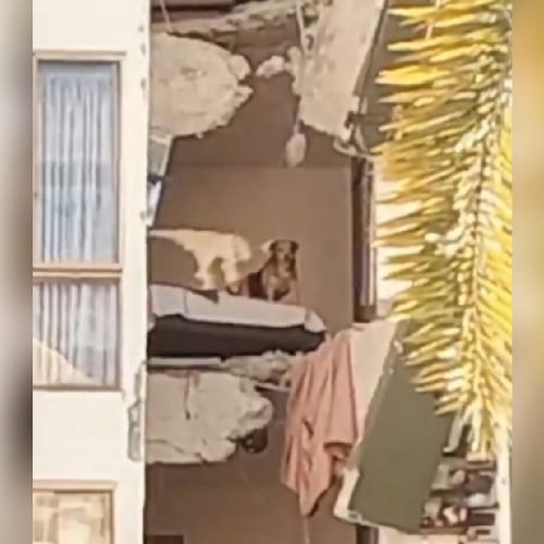 Cachorro permanece ilhado em escombros após terremoto devastador na Colômbia