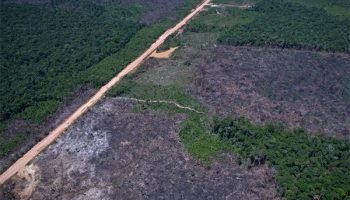 Desmatamento atinge recorde mínimo na mata atlântica e pampa em 2025