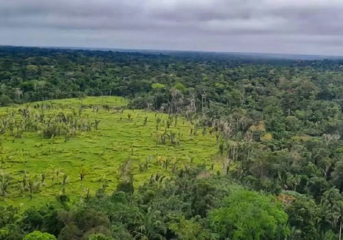 Desmatamento na Amazônia atinge menor nível desde 2016 com queda de 36,8%