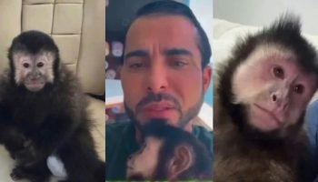 Ex-deputado Marcell Moraes lamenta a morte de macaco após incidente em condomínio