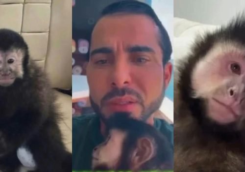 Ex-deputado Marcell Moraes lamenta a morte de macaco após incidente em condomínio