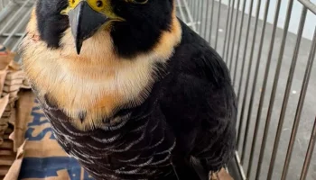 Falcão-cauré é resgatado ferido em Valença e recebe cuidados especializados