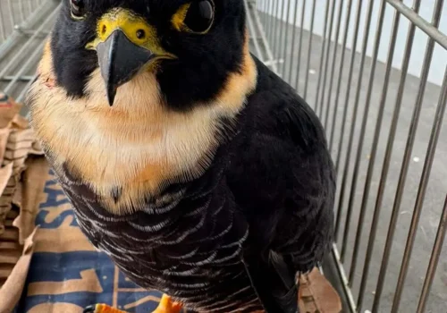 Falcão-cauré é resgatado ferido em Valença e recebe cuidados especializados