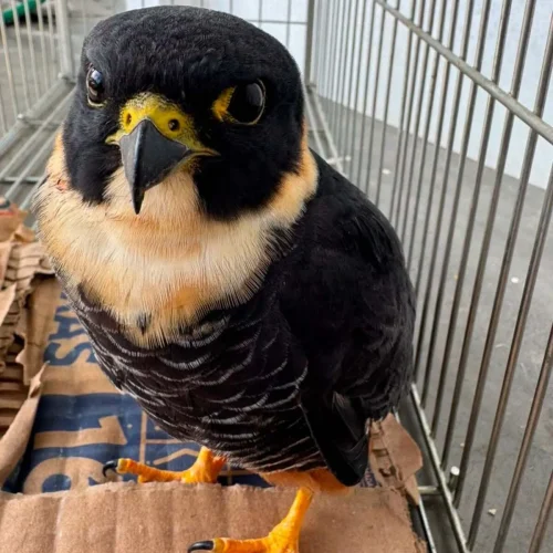 Falcão-cauré é resgatado ferido em Valença e recebe cuidados especializados