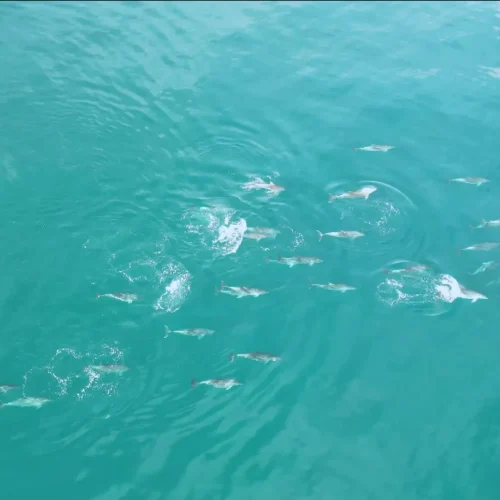 Golfinhos encantam banhistas na Praia da Reserva com águas cristalinas