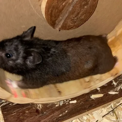 Hamster torna-se fenômeno no Strava ao superar distâncias de corredores humanos