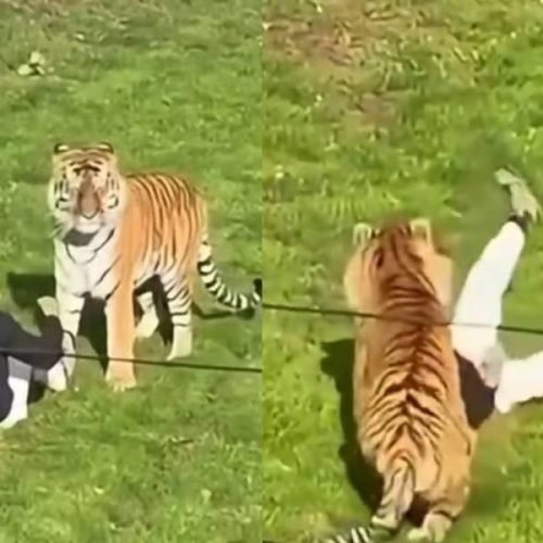 Homem morre após invasão de recinto e ataque de tigre em zoológico britânico