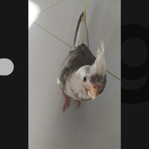 Justiça condena homem por matar calopsita na frente da tutora na Bahia