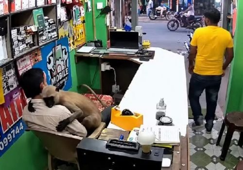 Macaco entra em loja de eletrônicos e surpreende comerciante com abraço