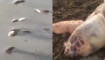 Mortandade de peixes em praia do Recôncavo Baiano mobiliza autoridades