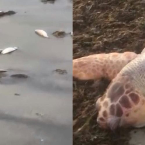 Mortandade de peixes em praia do Recôncavo Baiano mobiliza autoridades