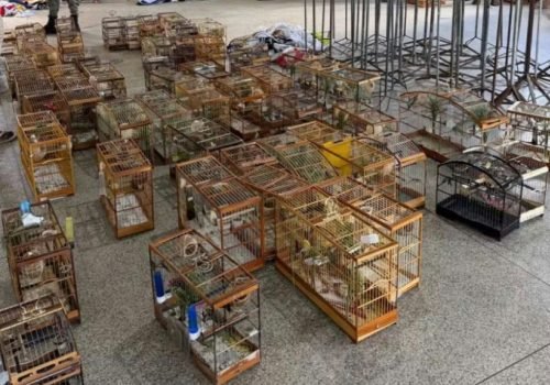 Operação policial resgata 95 aves em torneio clandestino na Bahia