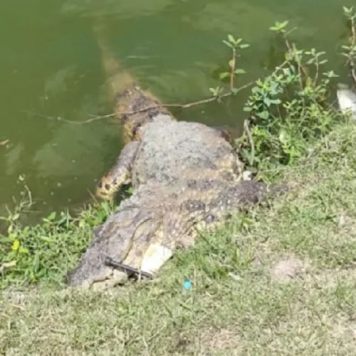 Órgãos ambientais investigam morte de jacaré de dois metros na Lagoa Grande em Feira de Santana