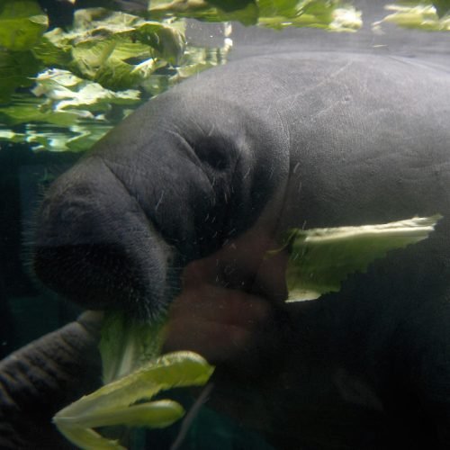 Peixe-boi-marinho volta a ser classificado como criticamente em perigo no Brasil