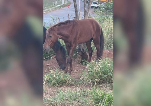 Polícia apura denúncia de castração clandestina e sem anestesia em cavalo de Nova Granada