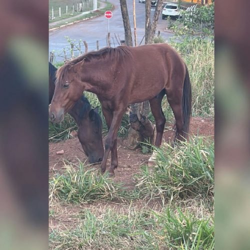 Polícia apura denúncia de castração clandestina e sem anestesia em cavalo de Nova Granada