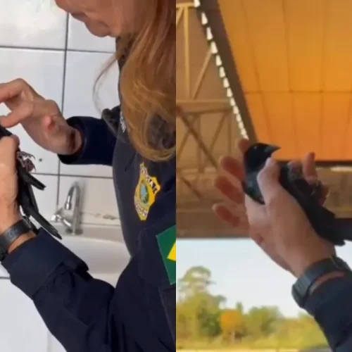 Policial rodoviária salva vida de ave com manobras de emergência em Mato Grosso do Sul