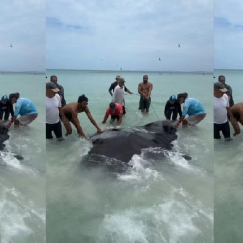 Raia gigante surpreende pescadores e é devolvida ao mar