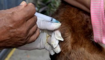 Salvador encerra campanha de vacinação antirrábica para cães e gatos neste fim de semana