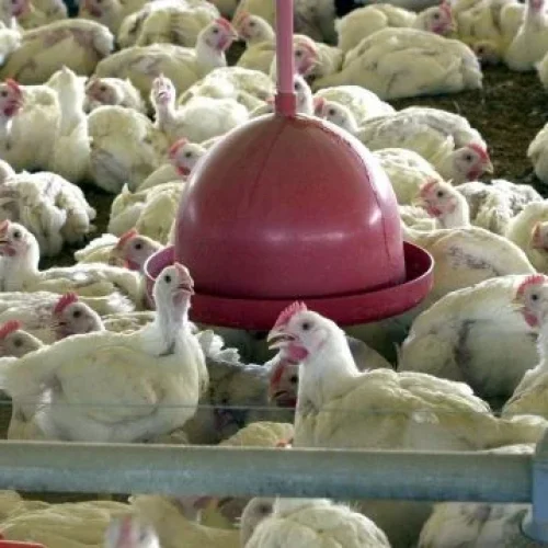 União Europeia autoriza retorno da exportação brasileira de aves e mel